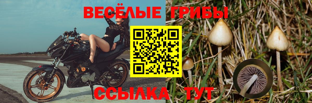 Галлюциногенные грибы GOLDEN TEACHER  Псилоцибиновые грибы мицелий  Вход с VPN  Североморск 